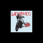 Shimmy Shimmy Dang! - Album by The Ladybirds - Apple Music Shimmy Shimmy Dang! by The Ladybirds on Apple Music