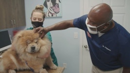 Cone of Shame Hall of Fame – Critter Fixers: Country Vets (Season 4, Episode 3) - Apple TV (CA)