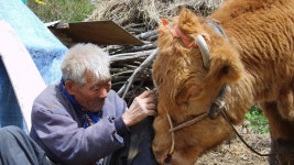 워낭소리 - Apple TV (KR)