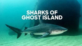 Sharks of Ghost Island - Apple TV