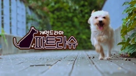 파트라슈 - Apple TV