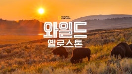 와일드 옐로스톤 - Apple TV