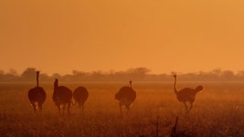 이동하는 표적 - 아프리카의 맹수(시즌 4, 에피소드 9) - Apple TV (KR)