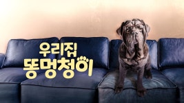 우리집 똥멍청이 - Apple TV