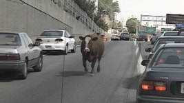 Worst Drivers & Stupidest Criminals Special Edition – Worlds Wildest Police Videos (Season 3, Episode 2) - Apple TV (CA)