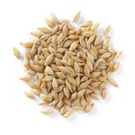 Barley Manufacturer, Supplier & Exporter - ecplaza.net