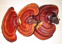 Ganoderma Lucidum Extract - Changsha Staherb Natural Ingredients Co., Ltd. - ecplaza.net