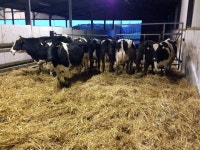 Pregnant Holstein Heifers,Heifers Bulls, Fattening Beef Bulls - Mastergood United Group
