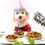 [내새끼맘마] 미니타르트 고양이케이크- 이랜드몰