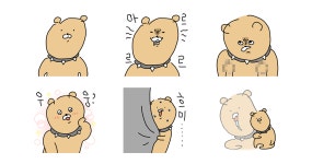착하개 살고 싶은 누렁쓰