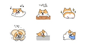 웰시꼬깃