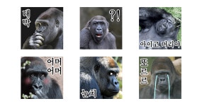 고릴라 말말말 2