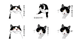 예의 바른 고양이씨