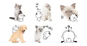 심쿵! 날 보고 웃는 개냥