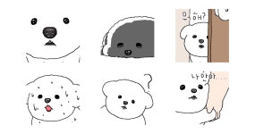 촉촉한 코 말티즈