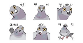 비둘기로소이다