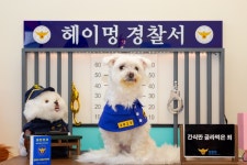 셔터만 누르면 견생샷 완성!ㅣ테마여행ㅣ인천투어