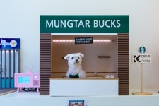 셔터만 누르면 견생샷 완성!ㅣ테마여행ㅣ인천투어