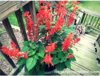 Creating a Butterfly Garden | @BGgarden