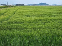 운남면 | 토지/임야 188338.04㎡ 매매가 626,000만원 | 한울공인중개사사무소 