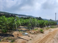 미암면 | 토지/임야 8975.25㎡ 매매가 25,000만원 | 한울공인중개사사무소 