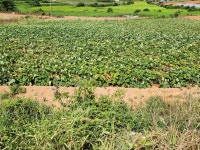 산이면 | 토지/임야 1481㎡ 매매가 8,960만원 | 한울공인중개사사무소 