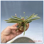 어성복륜 : 동ㆍ서양란 - 심폴