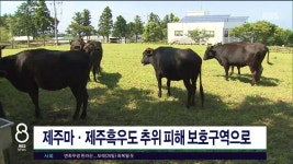 JIBS | 뉴스 다시 보기 제주, 마라도 이송 환자, 원인 미상 알레르기 반응