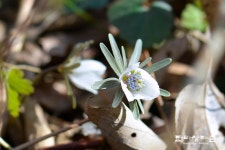 낙엽 위에 턱을 괸 변산바람꽃 - 한라생태숲