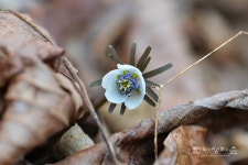 낙엽 위로 고운 얼굴 불쑥 - 한라생태숲