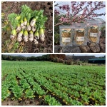 하례리 월동무 직거래 와 복지시설 나눔 - 제주의 마을 남원읍 하례2리