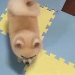 덤벼 강아지 화난 눈썹 앵그리 화가난다 화났다 열받아 화남 - 상황별 짤방 모음 오늘의짤방