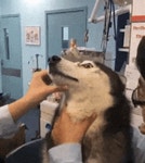 허스키 약먹이기 실패 강아지 허숙희 표정 개황당 - 상황별 짤방 모음 오늘의짤방