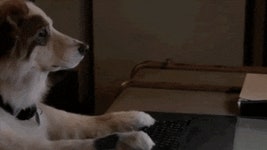 개 강아지 키보드 치는 모습 악플 자판 글자 입력 - 상황별 짤방 모음 오늘의짤방