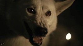 강아지 화난 이빨 사나운 개 늑대 - 상황별 짤방 모음 오늘의짤방