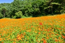 사진으로 보는 정선 | 정선군청 > 열린군정 > 참여소통 > 사진으로보는정선 > 사진으로 보는 정선