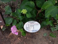 전북 전주, 푸른바다, 꿀벌과 밀원식물,20160619-1, 전북 전주시 덕진구 번영로 462-45 한국도로공사수목원 : 어린이과학동아... 