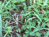 [전북,닥터구리] 160725-15 익산시 어양동 : 어린이과학동아&어린이수학동아