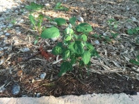 [전북,닥터구리] 160810-16 익산시 어양동 : 어린이과학동아&어린이수학동아