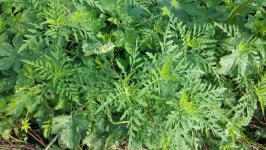 [전북,닥터구리] 160805-14 익산시 영등동 : 어린이과학동아&어린이수학동아