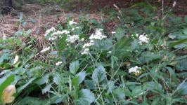 [서울 성북 발자국] 귀화식물161008-34 : 어린이과학동아&어린이수학동아