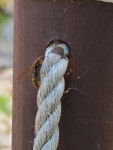 무슨 벌일까요? : 어린이과학동아&어린이수학동아