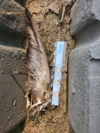 버드히어로 - 210625 - 2 : 어린이과학동아&어린이수학동아