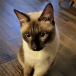 아 심심행 : 어린이과학동아&어린이수학동아