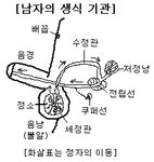 저정낭 - 끄코위키