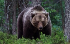 파일:큰곰.jpg - 끄코위키