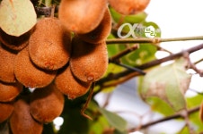 [직촬]참다래(일명키위) > 디자인 자료실 | KMUG