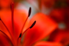 나리꽃이라는데... > 나의 인스타K - KMUG 케이머그