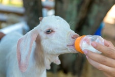 [선임] 외과학회 차기 이사장에 박도중 서울대병원 교수 - 코메디닷컴