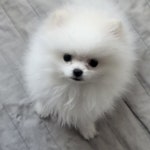 Siaᩚ 탈모왕『짭』선 비(@rlafbsrl23)의 프로필 | 스푼 Spoon Siaᩚ  탈모왕『짭』선 비(@rlafbsrl23)의 프로필 | 스푼 Spoon